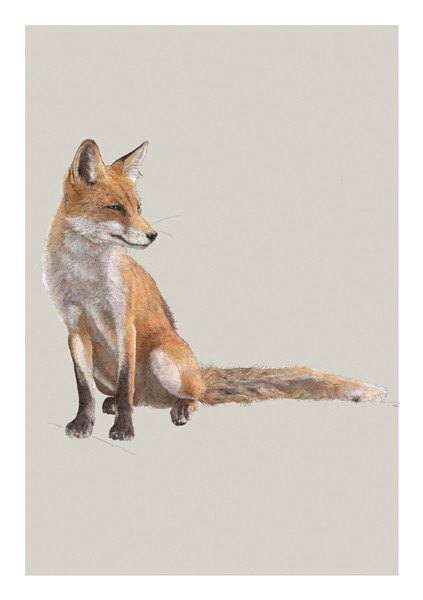 Ben Rothery Red Fox Greeting Card