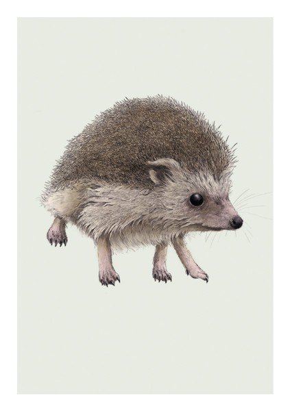 Ben Rothery Hedgehog Greeting Card