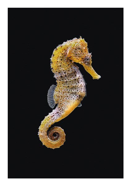 Ben Rothery Yellow Sea Horse Greeting Card