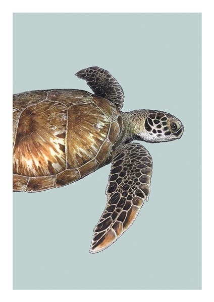 Ben Rothery Green Sea Turtle Greeting Card