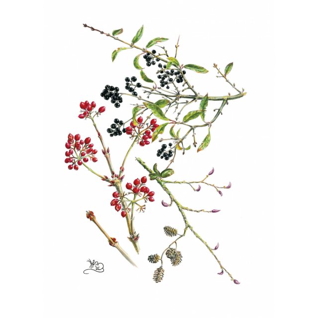Wildlife by Mouse Bird Cherry Guelder Rose & Alder Card