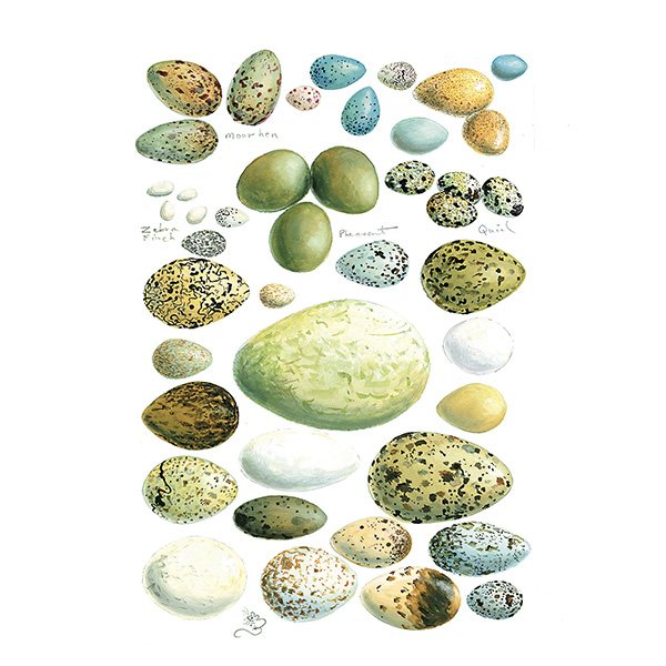 Wildlife by Mouse Birds Eggs Card