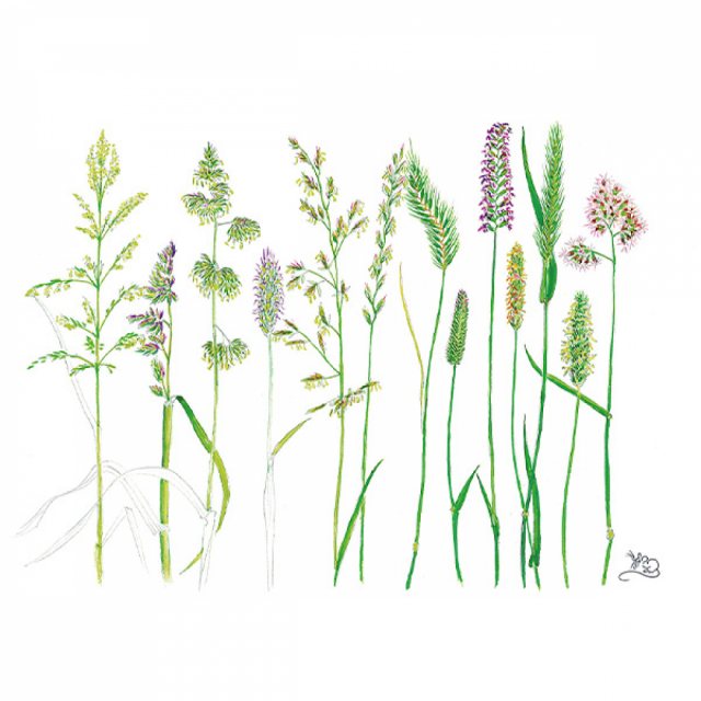 Wildlife by Mouse Grass Seed Heads Card