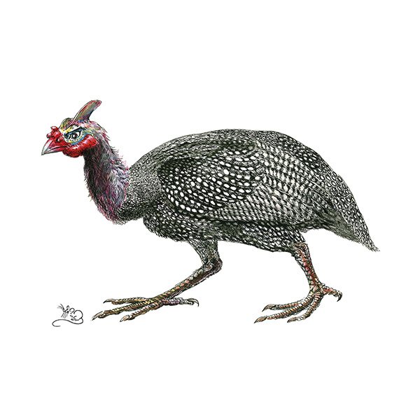 Wildlife by Mouse Guineafowl Card