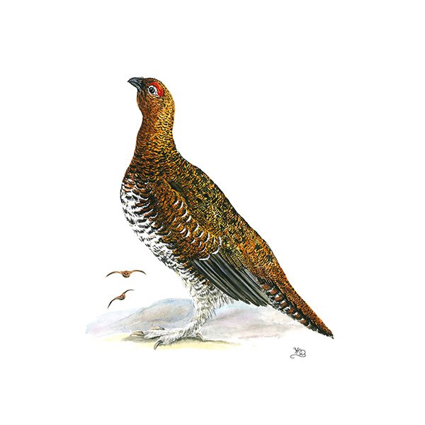 Wildlife by Mouse Male Red Grouse Card