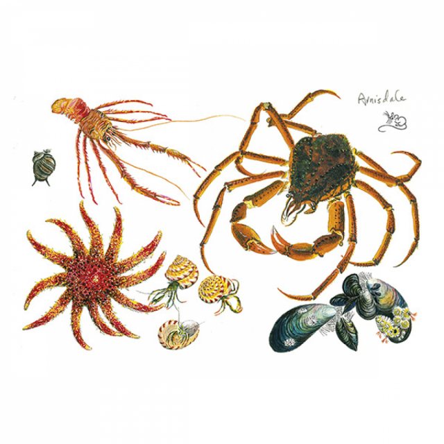 Wildlife by Mouse Rockpool Crabs & Starfish Card