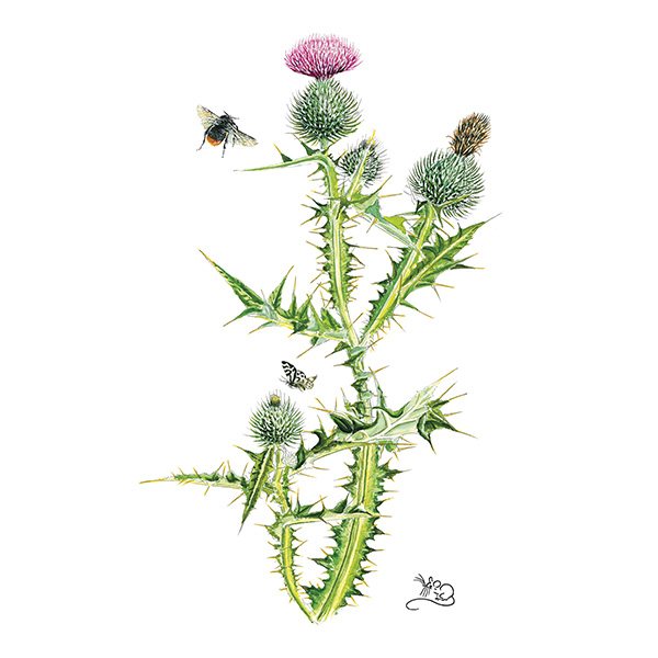 Wildlife by Mouse Scottish Thistle Card