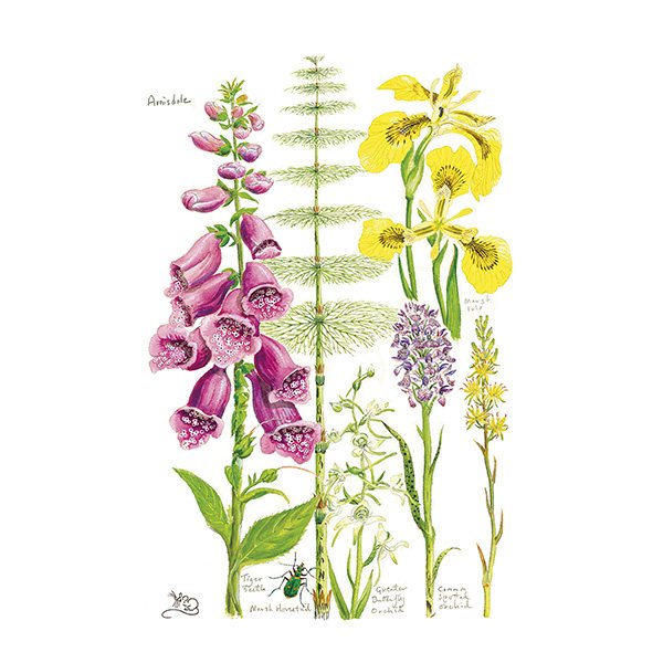 Wildlife by Mouse Wild Flowers From The Scottish West Coast Card