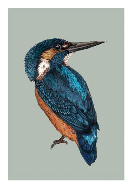 Kingfisher Greetings Card