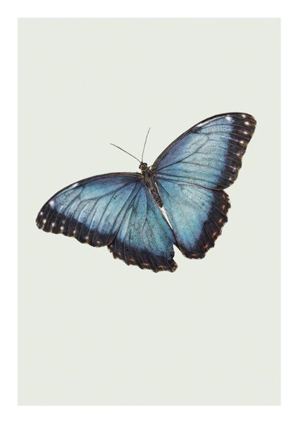 Blue Morpho Butterfly Greetings Card