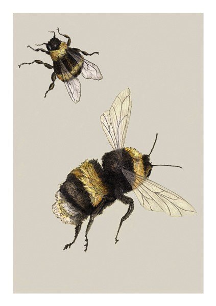 Ben Rothery Bumble Bee Greeting Card