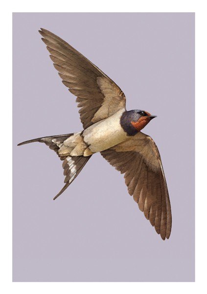 Swallow Greetings Card