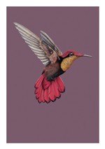 Ben Rothery Hummingbird Greetings Card