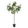 Fig tree Potted