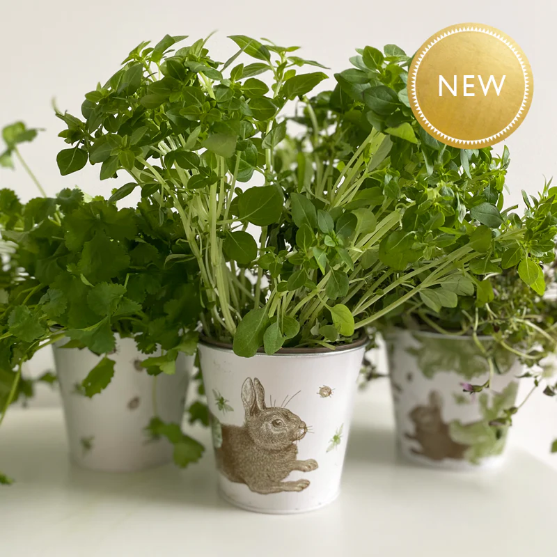 Thornback & Peel Rabbit & Cabbage Plant Pot Set of 3