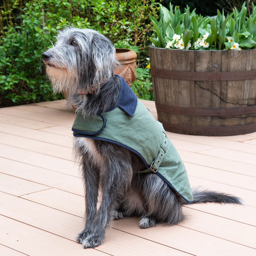 William Morris Waxed Cotton Dog Coat