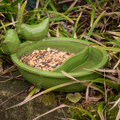 Fallen Fruits Ceramic Bird Bath/Feeding