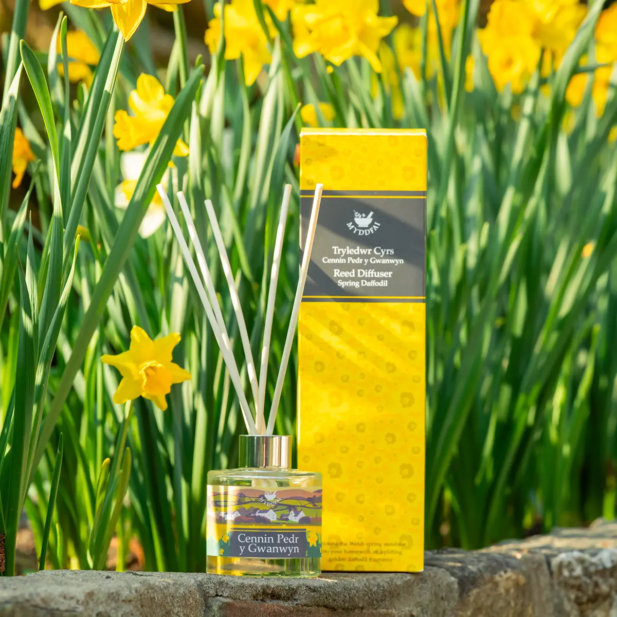 Myddfai Spring Daffodil Reed Diffuser