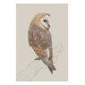Ben Rothery Barn Owl Greeting Card