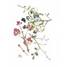 Wildlife by Mouse Bird Cherry Guelder Rose & Alder Card