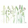 Wildlife by Mouse Grass Seed Heads Card