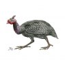Wildlife by Mouse Guineafowl Card