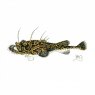 Wildlife by Mouse Monkfish Card