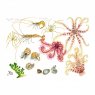 Wildlife by Mouse Rockpool Creatures Card