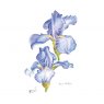 Wildlife by Mouse Tall Bearded Iris Jane Philips Card