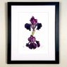 Wildlife by Mouse Purple Bearded Iris Print