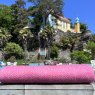 Portmeirion Piazza Herringbone Merino Wool Throw - Cerise Pink
