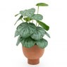 Chinese Money Plant In Paper Pot