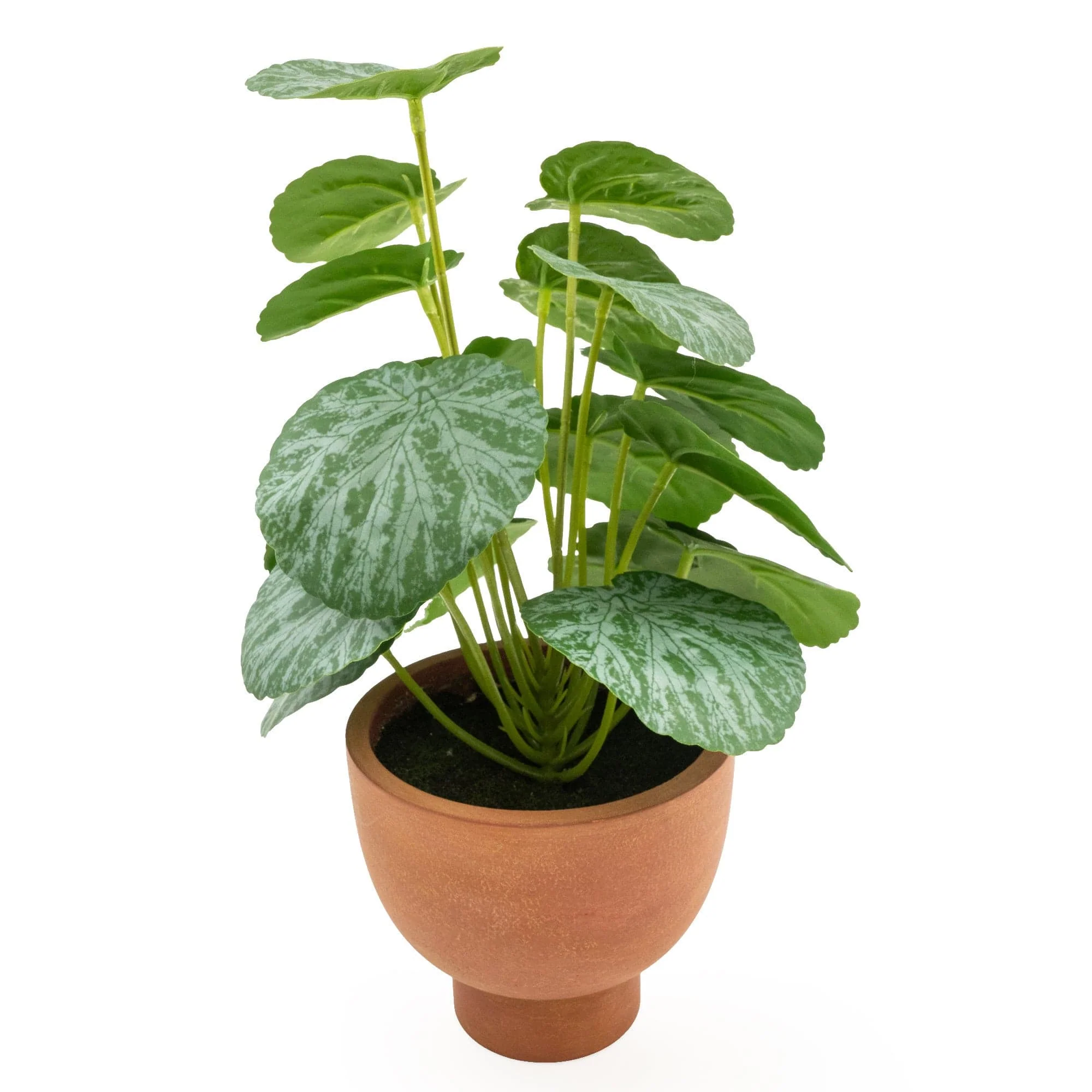 Chinese Money Plant In Paper Pot