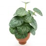 Chinese Money Plant In Paper Pot