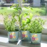 Burgon & Ball RHS Asteraceae Gift Herb Pots