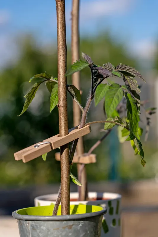 Redecker Redecker Planting Clamps - Pack of 20