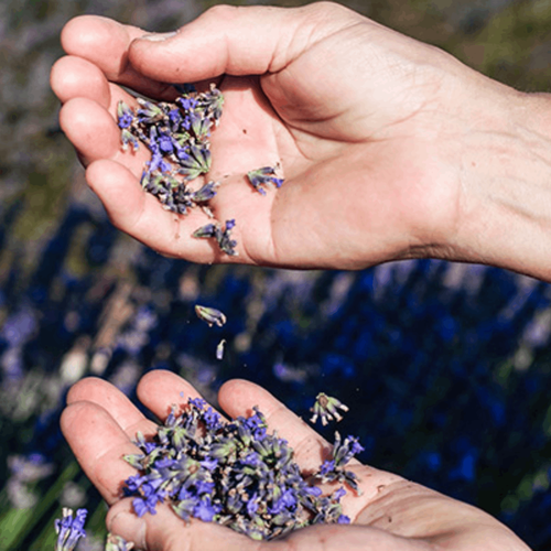 L'Occitane Lavender Hand Cream 75ML